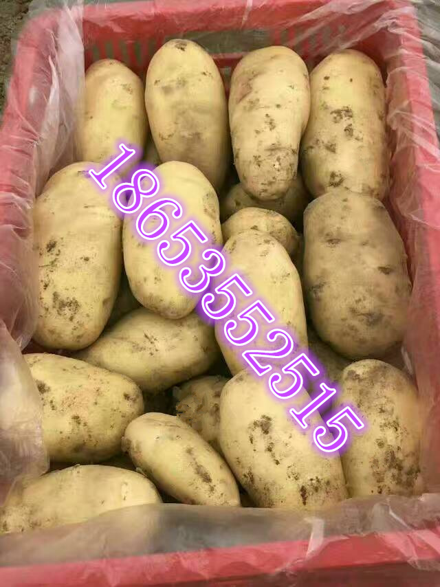山东荷兰土豆批发  土豆价格