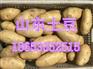 山东荷兰土豆批发