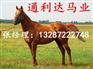 现在养马怎么样？ 哪里有大型养马场