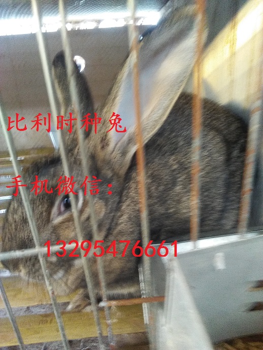 河南兰考肉兔种兔多少钱一只