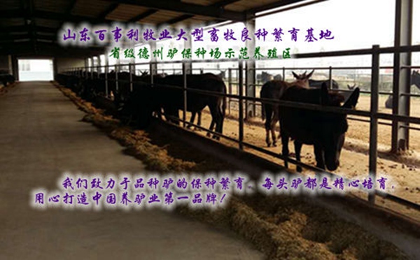云南玉溪改良肉驴苗养殖