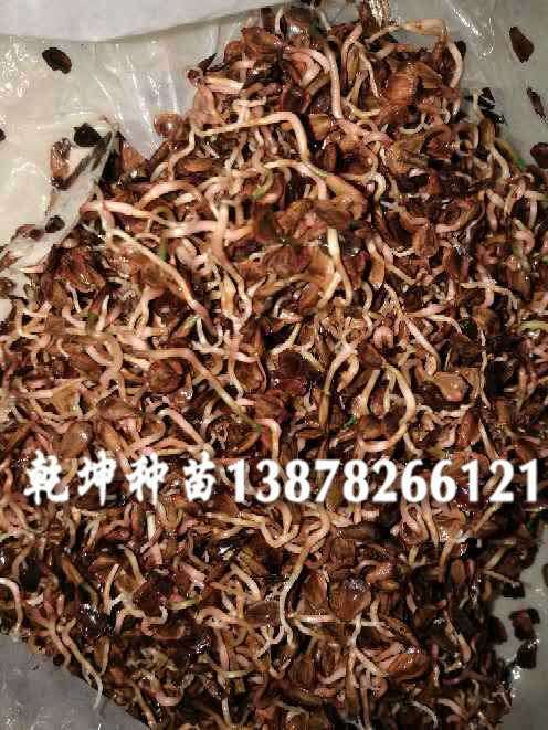 广西杉木种子价格-优质杉木种子当选乾坤苗  广东杉木种子