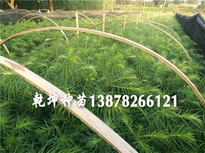 贵州杉木小苗价格 柳州品种好的杉木苗供应  广西杉木苗  广东杉树苗