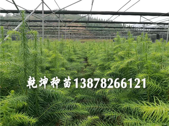 广东杉木小苗|高质量的杉木苗出售  广西杉木苗  广东杉树苗