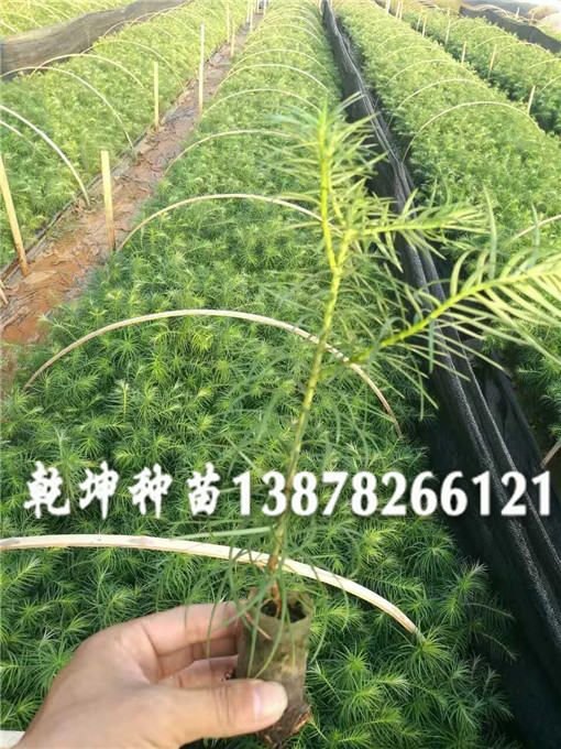 杉木苗价格多少钱_广西杉木苗报价  贵州杉木苗