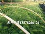 贵州杉木小苗价格 柳州品种好的杉木苗供应