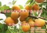 新泰超越苗木|杏苗|油杏苗
