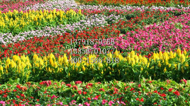 宿根地被价格量大从优-水生鸢尾 粉黛乱子草 福禄考