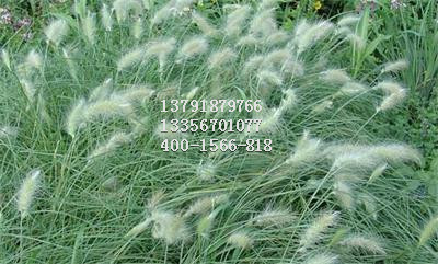 月季上哪买好——花海用苗&nbsp;&nbsp;观赏草&nbsp;&nbsp;宿根花卉
