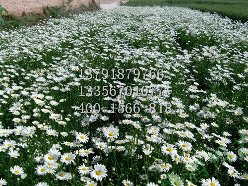 大量出售山东花海系列 郁金香价格&nbsp;&nbsp;芝樱&nbsp;&nbsp;从生福禄考