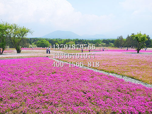 青州红叶石楠_天卓花卉苗木专业供应观赏草&nbsp;&nbsp;粉黛乱子草&nbsp;&nbsp;从生福禄考