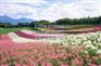 山东宿根地被供应基地_荷兰菊基地