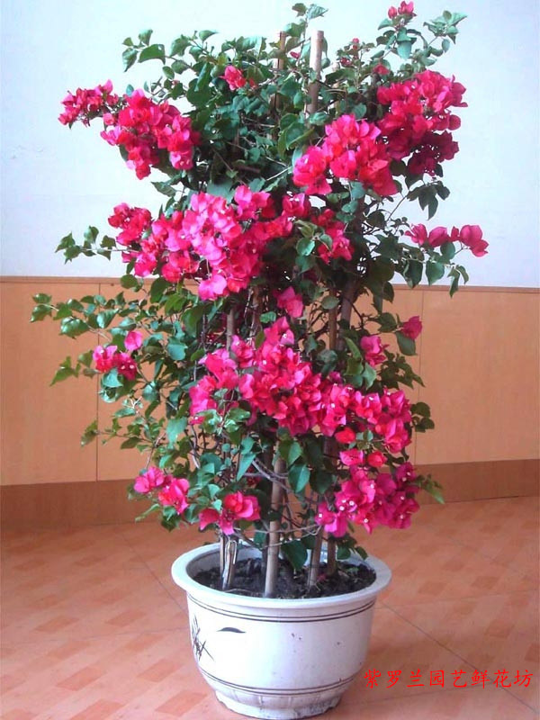 重庆植物租摆找园艺鲜花坊-价格划算的鲜花  植物出租  植物租赁