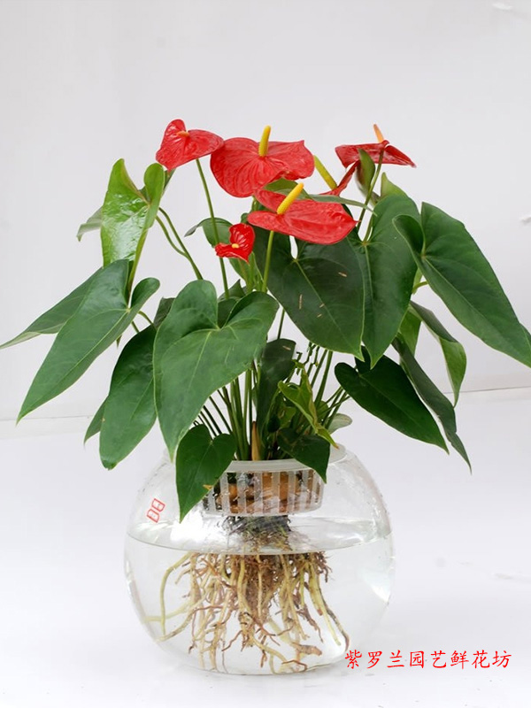 鲜花配送多少钱-园艺鲜花坊——可靠的办公  办公室植物租赁