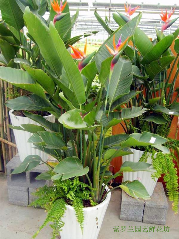 鲜花配送价格——重庆市哪里有提供植物租摆  植物出租  植物租赁