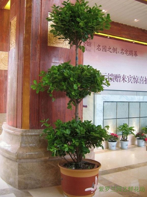 有口碑的鲜花配送_资深的办公室植物租赁公