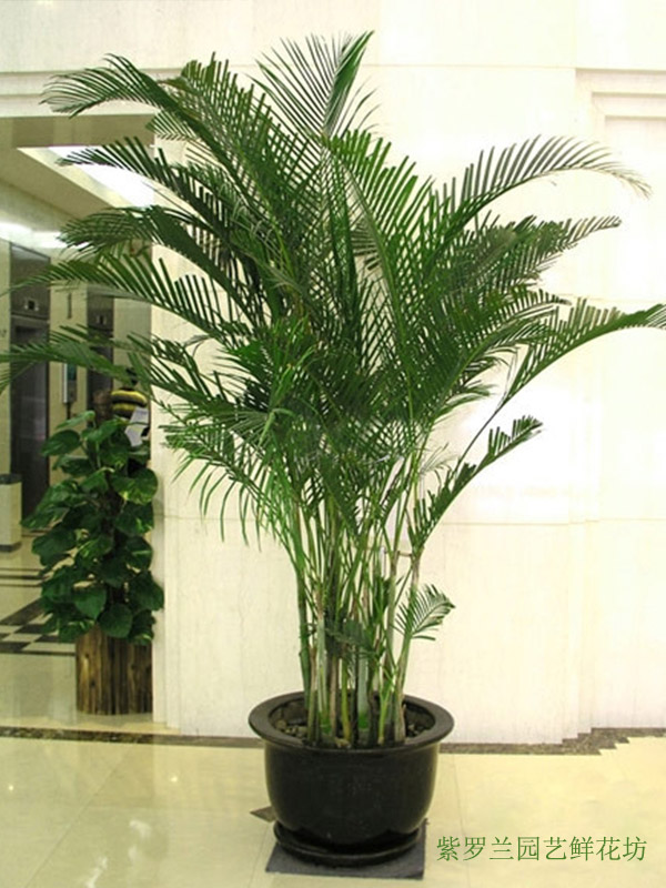 重庆市好的植物租摆-服务周到的鲜花配送  植物出租  植物租赁