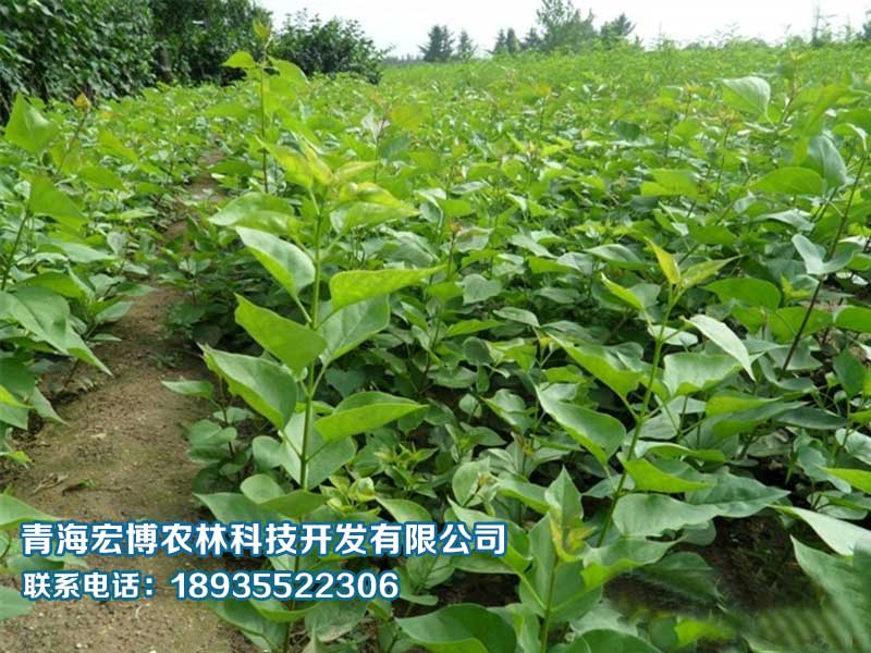 青海桃树苗-苗木种植价格量大从优&nbsp;&nbsp;青海苗木种植&nbsp;&nbsp;西宁苗木种植