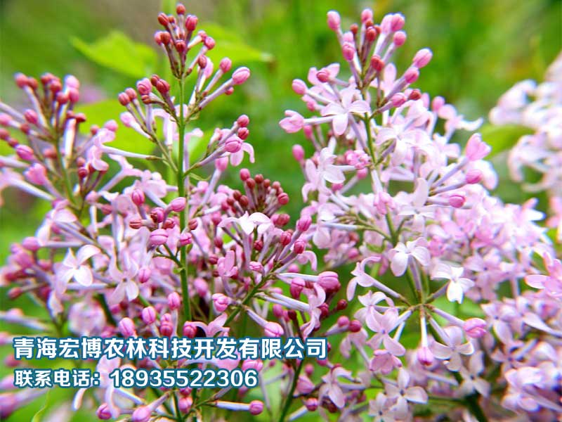 优异的园林绿化推荐|苗木&nbsp;&nbsp;青海园林绿化&nbsp;&nbsp;西宁园林绿化