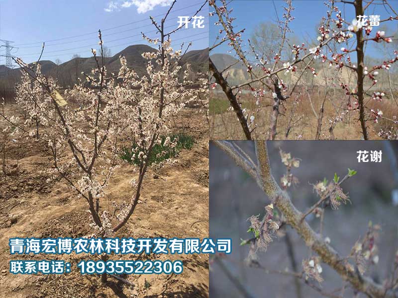 西宁园林绿化|畅销的园林绿化出售&nbsp;&nbsp;青海园林绿化
