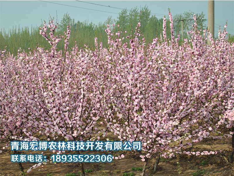 西宁专业的园林绿化公司，青海园林绿化