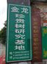 广东省黄檀木 要买印度黄檀就到景丰苗木场