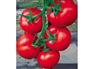 金丰168番茄种子//西红柿种子销售价格