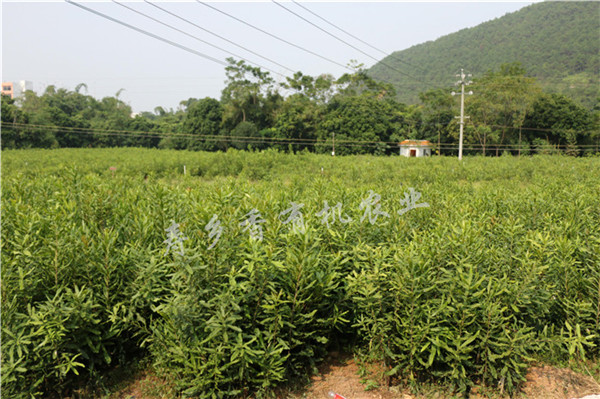 大量出售澳洲坚果树苗_澳洲坚果苗基地  云南澳洲坚果种植  云南夏威夷果树苗