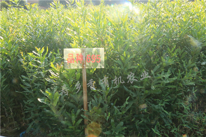 口碑好的夏威夷果树苗优选寿乡香_广东澳洲  广东夏威夷果苗  广东澳洲坚果苗
