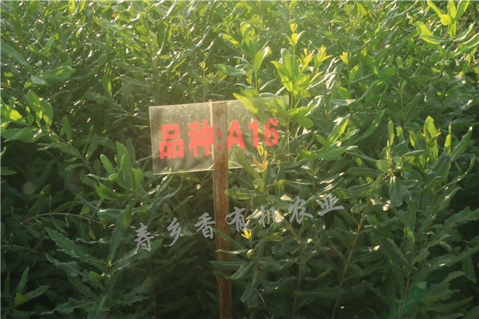 供应梧州澳洲坚果苗——夏威夷坚果苗批发  广西澳洲坚果  广西澳洲坚果苗