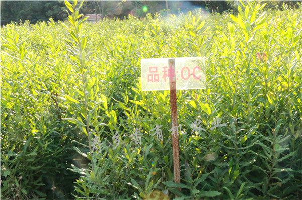 梧州澳洲坚果苗种植基地_来宾澳洲坚果苗批  梧州夏威夷坚果苗  崇左澳洲坚果小苗