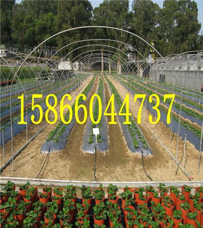 湖北咸宁中熟的苹果苗栽植时间 湖北咸宁中熟的苹果苗栽植时间