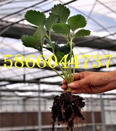 山东德州晚熟的苹果苗货源