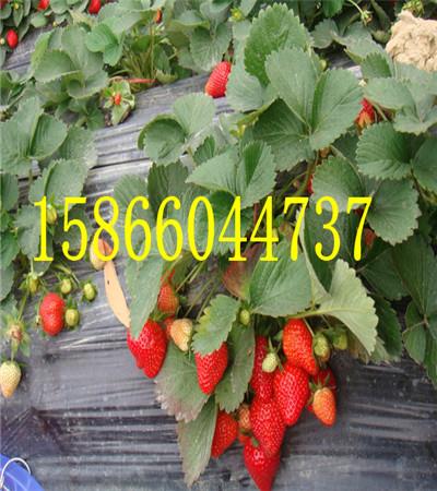 甘肃兰州苹果苗价格 甘肃兰州苹果苗价格