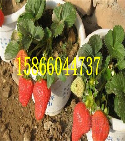 云南大理盆栽苹果树苗批发 云南大理盆栽苹果树苗批发