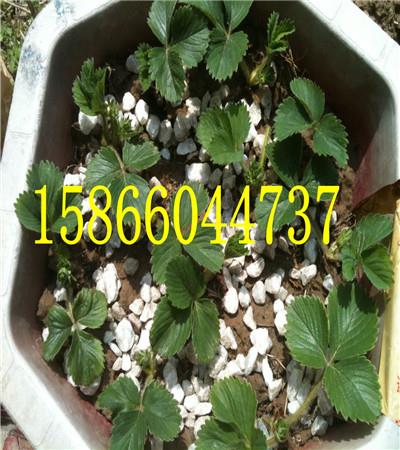 西藏昌都晚熟的苹果苗货源 西藏昌都晚熟的苹果苗货源