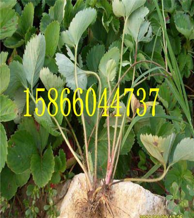 河北衡水烟富3苹果苗货源 河北衡水烟富3苹果苗货源