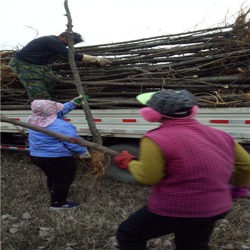 石家庄市油松纯度到位种植技术
