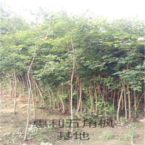 北京油松低价选购种植要求