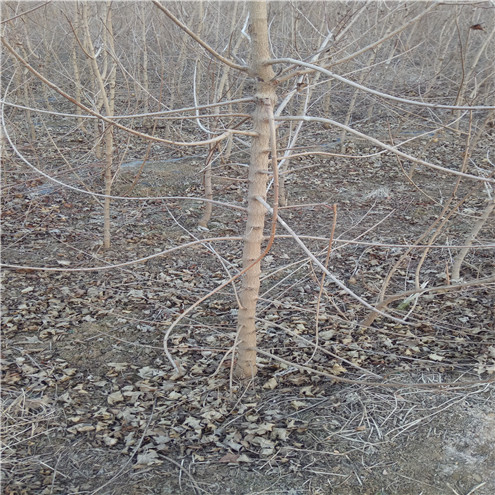 北京核桃苗供应种植要求