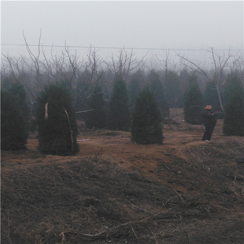 石家庄市油松纯度到位种植技术