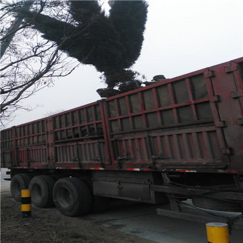 北京核桃苗供应种植要求