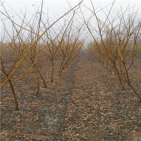北京香椿苗收到后的初处理种植要求