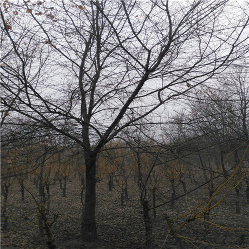 天津西府海棠价格种植