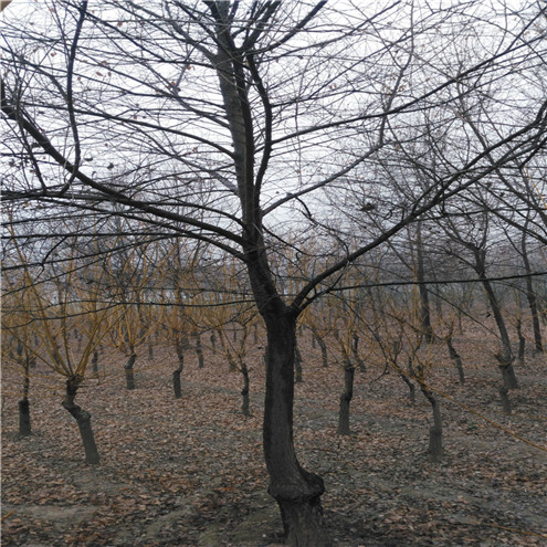 北京核桃苗供应种植要求