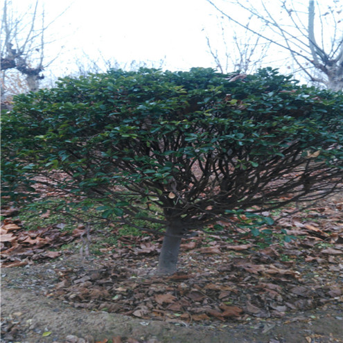 石家庄市油松哪里的苗好种植技术