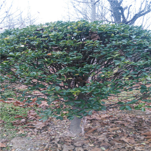 北京核桃苗供应种植要求