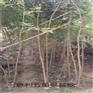 北京樱花苗品种优势种植要求