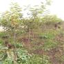 石家庄市油松纯度到位种植技术
