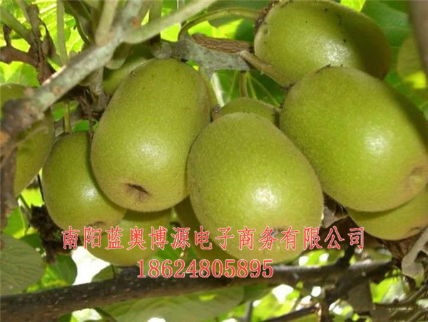 桐柏商城-桐柏农特产品-桐柏农特产品  厂家价格